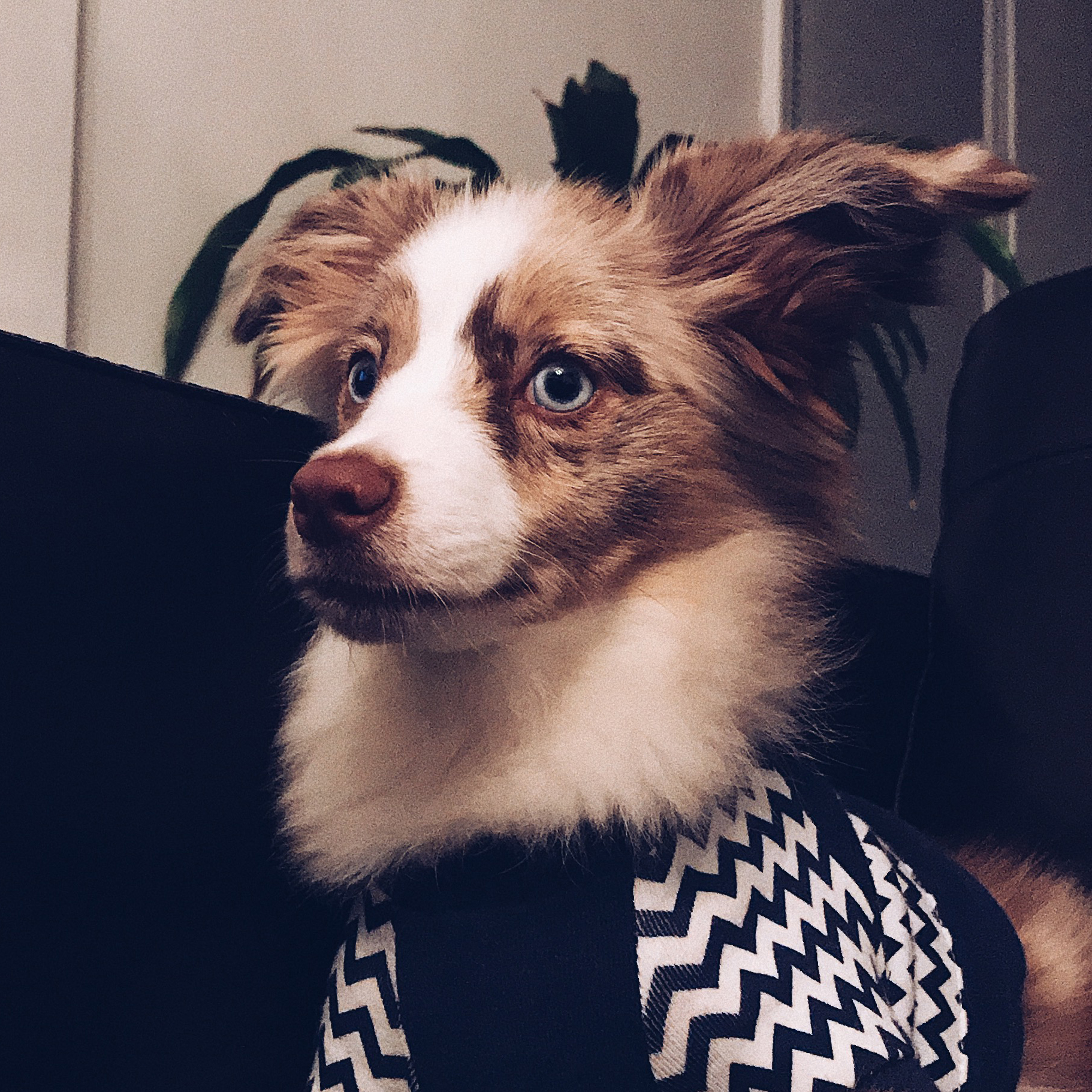 dog-profile